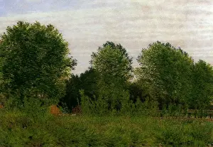 Poplar: Black Poplars at Pangbourne