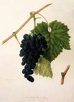 Vitis: Black Prince Grapes