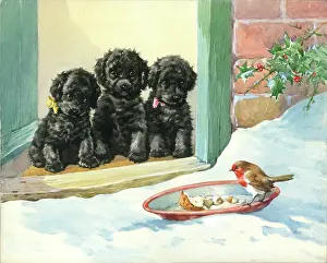 Breadcrumbs: Three black puppies looking at a robin