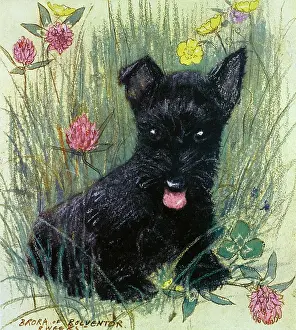 Muriel Dawson Collection: Black puppy by Muriel Dawson