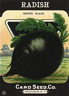 Radish: Black Radish Seeds