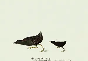 Jamaicensis: Black Rail, Laterallus jamaicensis
