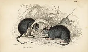 Mousetrap: Black rat, Rattus rattus