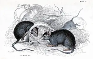 Naturalists: Black Rat - Rattus rattus - caught in trap. This
