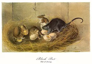 Rats: Black Rats