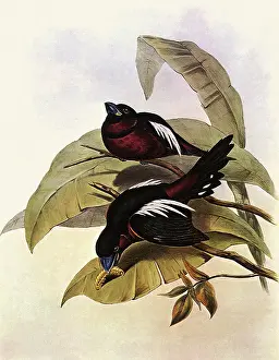 Broadbill: Black and Red Broadbill, Cymbirhynchus macrohynchus