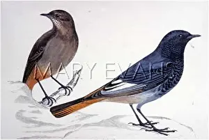 Redstart: BLACK REDSTART (FOM)