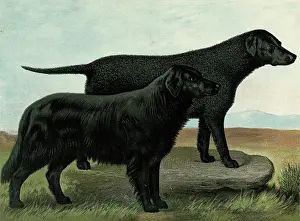 Wavy: Black Retrievers