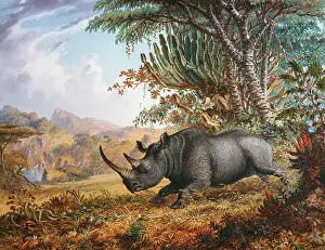 Zululand: The Black Rhinoceros Charging, by Thomas Baines