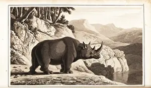 River Bank: Black rhinoceros, Diceros bicornis, critically endangered
