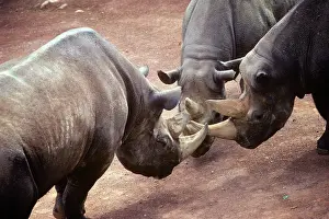 Sizing: Three Black Rhinoceroses Diceros Bicornus