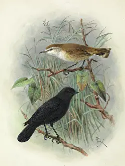Chatham: Black Robin and Chatham Island Warbler