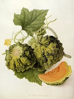 Hooker: Black Rock Melon