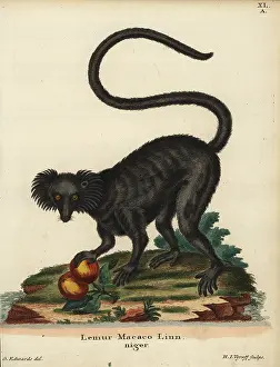 Variegata: Black ruffed lemur, Varecia variegata. Critically endangered