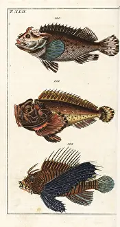 Horrida: Black scorpion fish, estuarine stonefish, and red lionfish