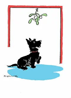 Willing: Black Scottish Terrier dog under mistletoe