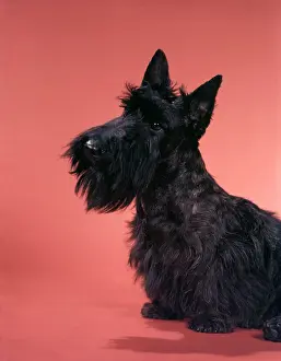 Seamless: Black Scottish Terrier On Pink