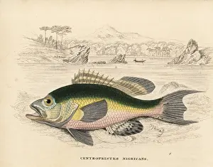 Striata: Black sea bass, Centropristis striata