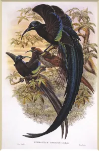 Coloring: Black Sickle-billed Bird of Paradise, Epimachus fastuosus