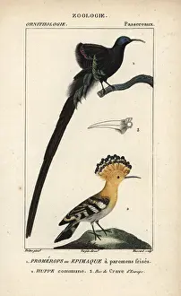 Jean Francois: Black sicklebill, Epimachus fastosus (vulnerable)
