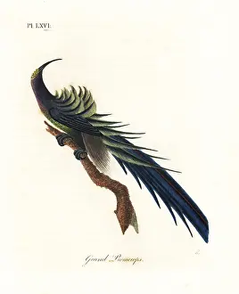 Upupa: Black sicklebill, Epimachus fastosus. Vulnerable