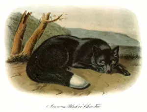 Fulvus: Black or Silver FoX