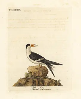 Nigra: Black skimmer, Rynchops niger