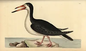 Skimmer: Black skimmer, Rynchops niger