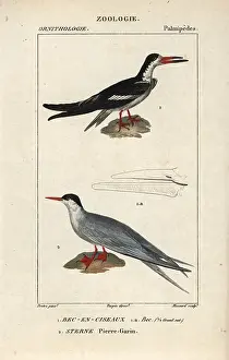 Skimmer: Black skimmer, Rynchops niger, and common tern