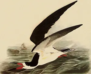Nigra: Black Skimmer, Rynchops nigra