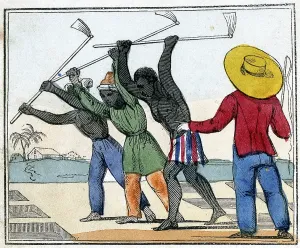 Slaves: Black slaves working in the cane fields: Holing