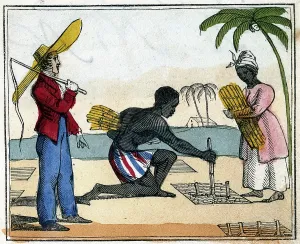 Slaves: Black slaves working in the cane fields: Planting