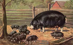 Piglets: Black Sow with Piglets