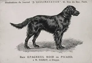Mahler: Black Spaniel or Picard Dog