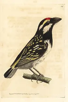 Barbet: Black-spotted barbet, Capito niger
