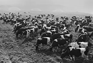 Highly: Black spotted cows