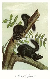 Curl: Black Squirrels