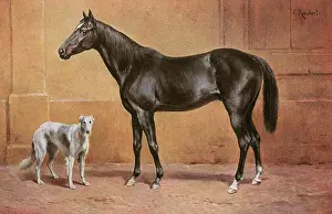 Borzoi: Black Stallion and Borzoi Hound