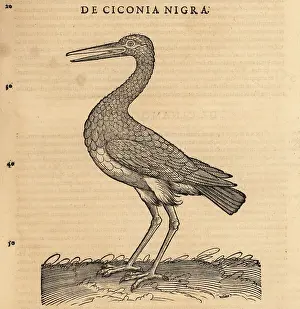 Xylograph: Black stork, Ciconia nigra