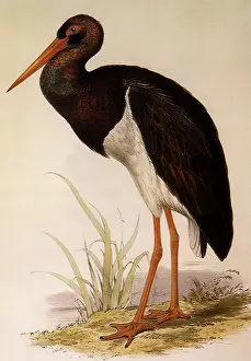 Storks: Black Stork, Ciconia nigra