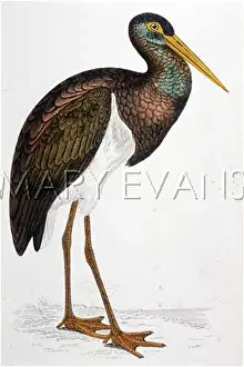Ciconia: BLACK STORK (MORRIS)