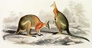 Pouch: Black Striped Wallaby (Kangaurus doralis)