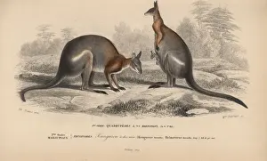 Travies: Black-striped wallaby, Macropus dorsalis