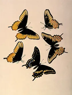 Black Swallowtail Butterflies