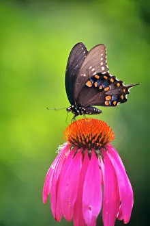 Pollinator: Black Swallowtail Butterfly Papilio Polyxenes