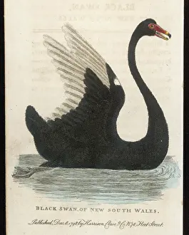 Atratus: BLACK SWAN