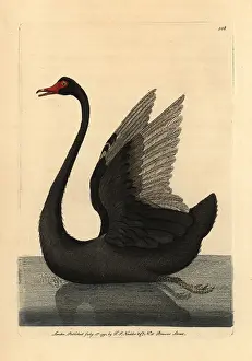 Stratus: Black swan, Cygnus stratus