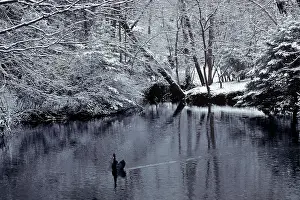 Rime: Black Swan In Pond With Snow