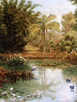 Frazer: Black Swans, Charles E Gordon Frazer