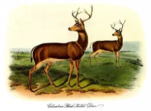 Identical: Black-Tailed Deer